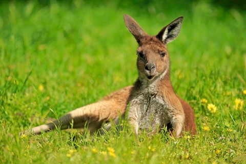 Western Grey Kangaroo