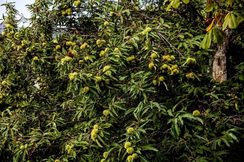 Chestnuts