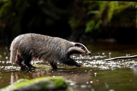 European badger