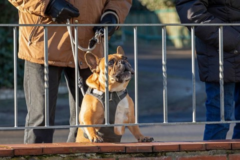Boxer dog leashed by its master looking through a garden fence