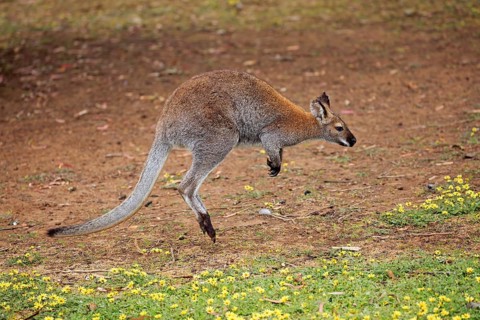 Bennett Wallaby