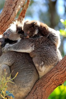 Koala