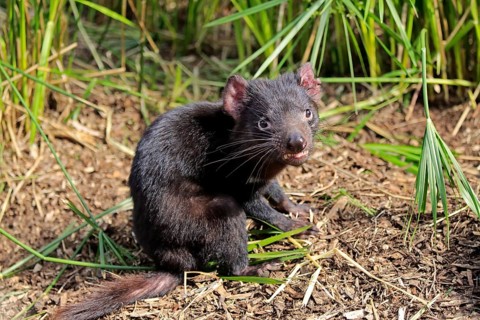 Tasmanian devil