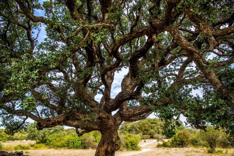 Cork oak in the archaeological site of Filitosa