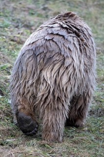 Paw syrian brown bear