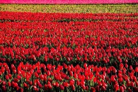 Flowering tulip fields