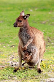 Kangaroo Island Kangaroo