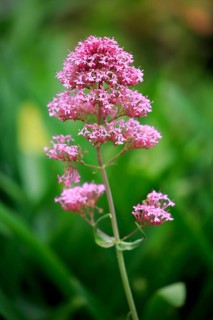 Red valerian