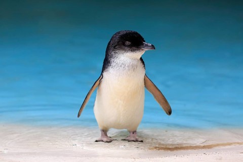 Little penguin
