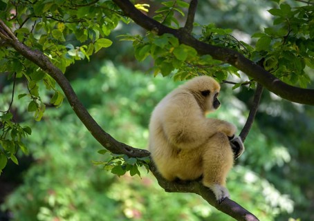 White-handed gibbon
