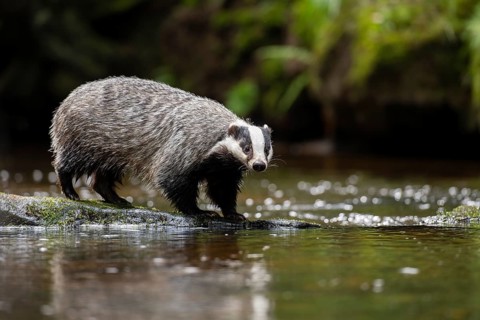 European badger