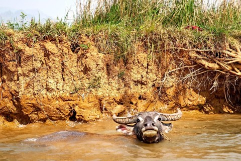 Water buffalo in the Nam Pilu River