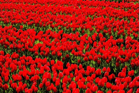 Flowering tulip fields