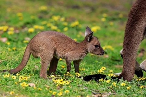 Kangaroo Island Kangaroo