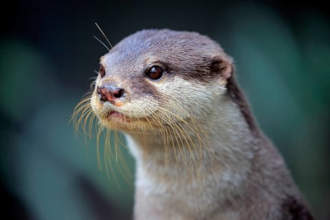 Oriental small clawed Otter