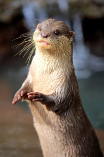 Oriental small clawed Otter