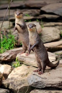 Oriental small clawed Otter