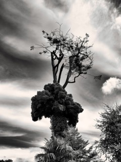 Unusual growth of a douglas fir
