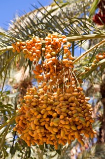 Dates in an oasis in the Draa Valley