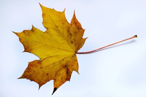 Autumn leaf
