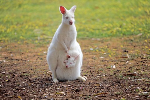 Bennett Wallaby