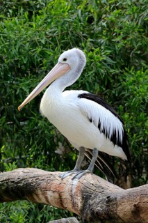 Australian Pelican