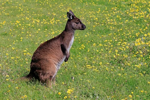 Kangaroo island kangaroo