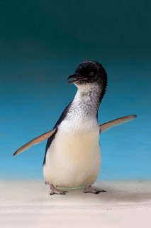 Little penguin