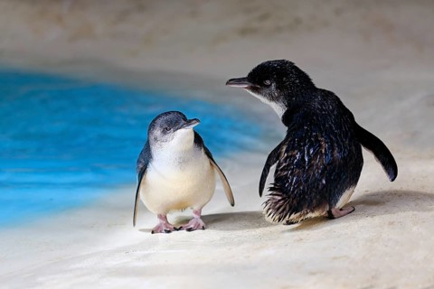 Little Penguin