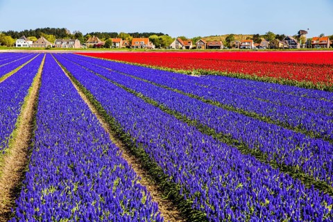 Fields of grape hyacinths in bloom