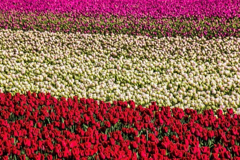 Flowering tulip fields