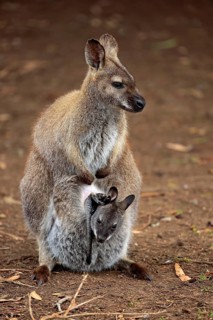 Bennett Wallaby