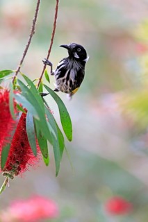 New Holland Honeyeater