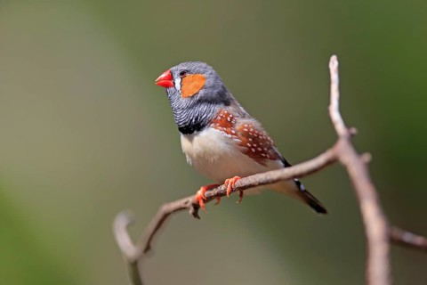 Zebra Finch