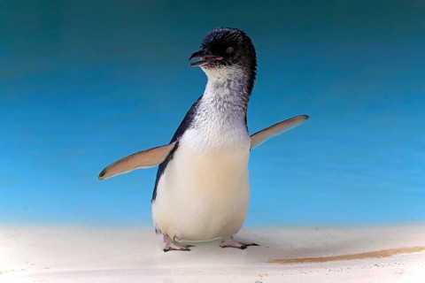 Little penguin