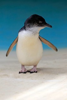 Little penguin