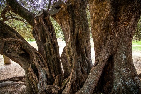 1200 year old olive tree