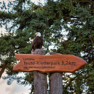 Bald eagle
