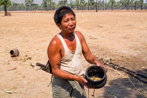Laborious harvest of palm sugar sap