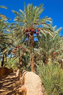 Date palms in an oasis in the Draa Valley