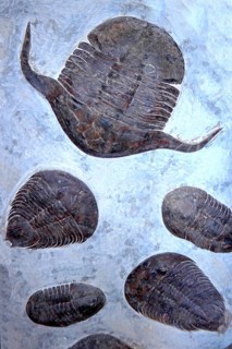 Fossils
