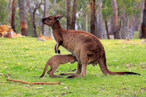 Kangaroo island kangaroo