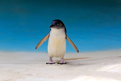 Little penguin
