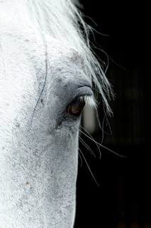 Thoroughbred Arabian