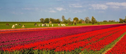 Flowering tulip fields