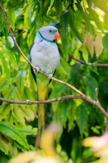 Blue-winged parakeet