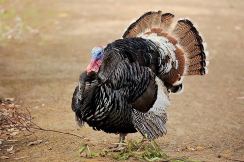 Wild Turkey