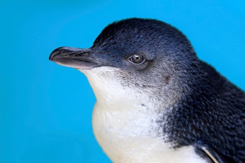 Little penguin