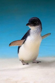 Little penguin