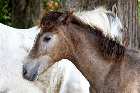 Arabian chestnut filly